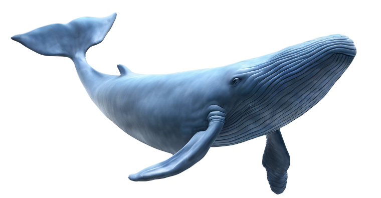 Whale